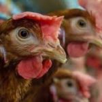 Samples negative for bird flu after chickens killed