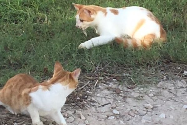 Cat eating a lizard on Little Cayman, Cayman News Service