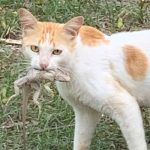 Cats going back to the wild after snip by NGO