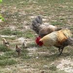 Chickens not the target of new conservation rules
