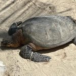 Endangered hawksbill turtle saved from poachers