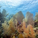 Little Cayman reefs on UK wishlist for UNESCO Status