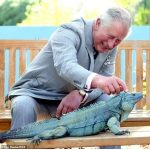‘Charles’ the blue iguana released into the wild