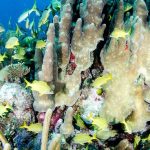 Fish return to Little Cayman but reefs still at risk