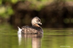 Pied billed Grebe at the Governor Gore Bird Sanctuary
