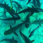 Over 500 reef and nurse sharks in local waters