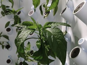 Ministry hands out five hydroponic units