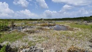 Trust buys 14.4 acres of Sesuvium marsh on LC