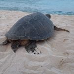 Over 1,000 turtle nest recorded this season