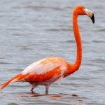 Flamingo becomes local social media star