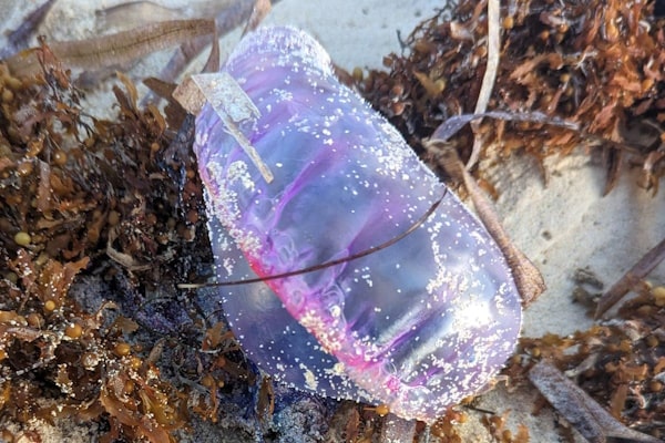 🚨 Beachgoers cautioned against toxic Portuguese man-o'-war