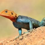 Colourful African lizard poses new threat to natives