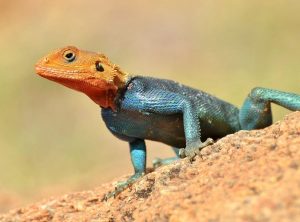 Colourful African lizard poses new threat to natives