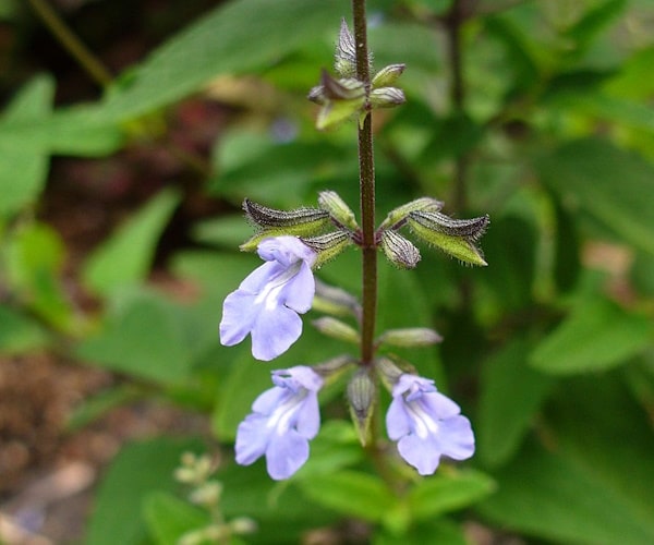 🌿 National Conservation Council initiates plan to protect endangered Cayman sage