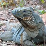 Blue iguanas begin working on the next generation