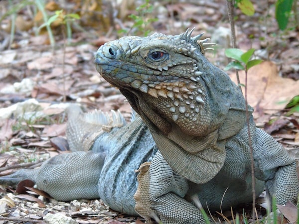 🦎 Blue iguana nesting season commences in Cayman Islands