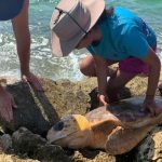 Loggerhead turtle rescued from man-made groyne