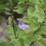 NCC wants input on protecting rare flowering herb