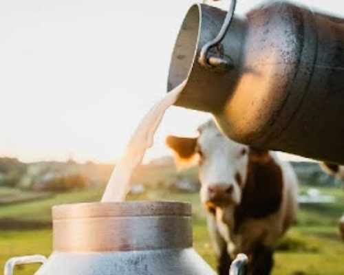 🐄 Cayman Islands to require import permits for unpasteurised products