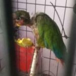 One arrested over attempt to sell local parrot