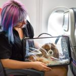 New rules for travelling to US with pet dogs