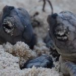 Baby turtles don’t need help to make it to sea